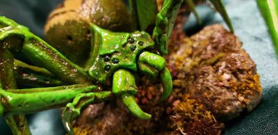 Spider